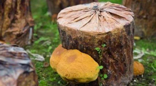 桑黃種植包回收靠譜嗎 桑黃種植包回收靠譜嗎