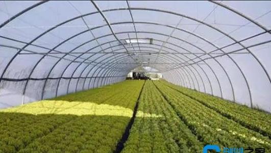 建一個(gè)二畝地的大棚多少錢 建一個(gè)二畝地的大棚多少錢