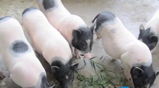 香豬養(yǎng)殖加盟多少錢