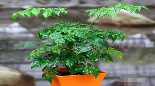 幸福樹的養(yǎng)殖方法和注意事項 幸福樹的養(yǎng)殖方法和注意事項