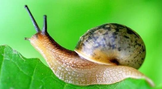 農(nóng)村有什么特色養(yǎng)殖項(xiàng)目 農(nóng)村有什么特色養(yǎng)殖項(xiàng)目