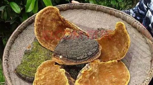 桑黃種植包回收靠譜嗎 桑黃種植包回收靠譜嗎