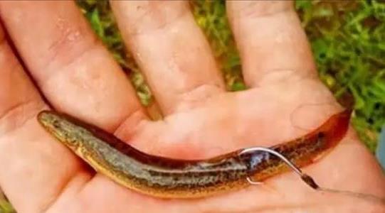 泥鰍釣魚為什么被禁止 泥鰍釣魚為什么被禁止