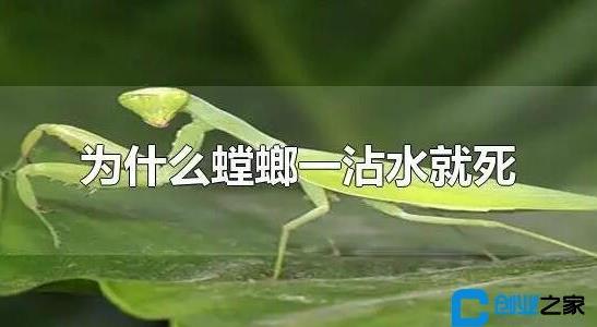 螳螂是益蟲還是害蟲 螳螂是益蟲還是害蟲