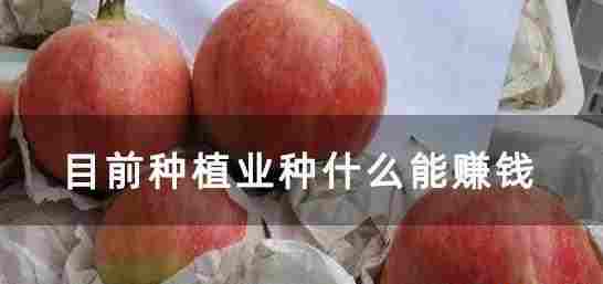 什么種植業(yè)見效快賺錢 什么種植業(yè)見效快賺錢