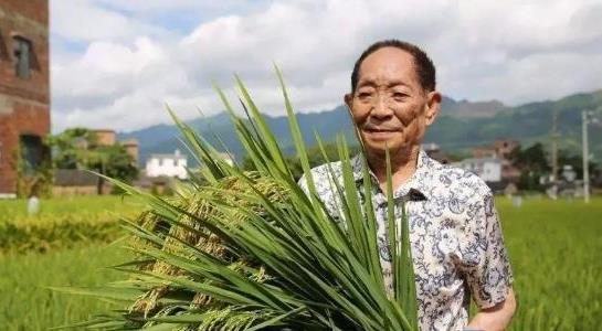 雜交水稻什么時(shí)候問世 雜交水稻什么時(shí)候問世