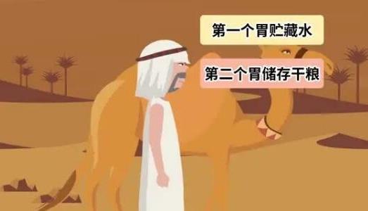 駱駝?dòng)袔讉€(gè)胃都有什么作用