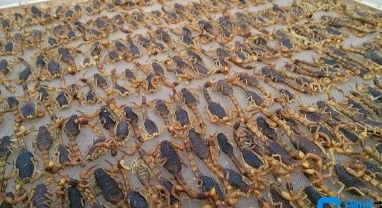 農(nóng)村有什么特色養(yǎng)殖項(xiàng)目 農(nóng)村有什么特色養(yǎng)殖項(xiàng)目