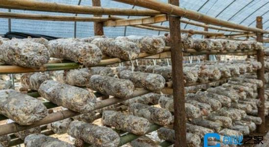 香菇種植大棚投資多少錢