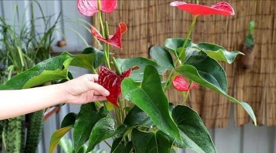 紅掌的養(yǎng)殖方法和注意事項(xiàng)