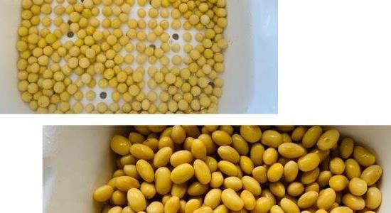 黃豆芽怎么發(fā)豆芽的步驟