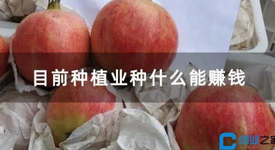 種植什么最賺錢不愁銷路 種植什么最賺錢不愁銷路