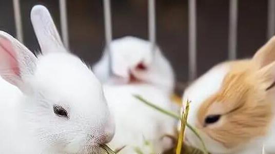 兔子怎么養(yǎng) 兔子怎么養(yǎng)
