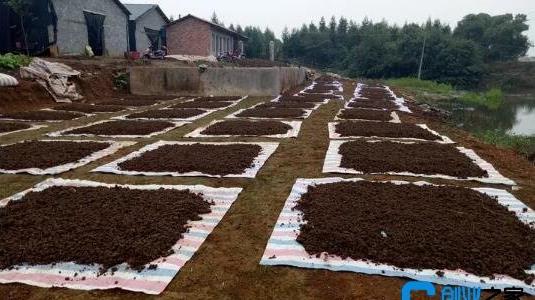 農(nóng)村有什么特色養(yǎng)殖項(xiàng)目 農(nóng)村有什么特色養(yǎng)殖項(xiàng)目