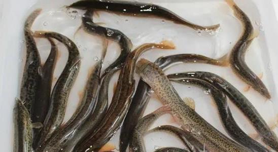 泥鰍養(yǎng)殖的成本利潤(rùn) 泥鰍養(yǎng)殖的成本利潤(rùn)