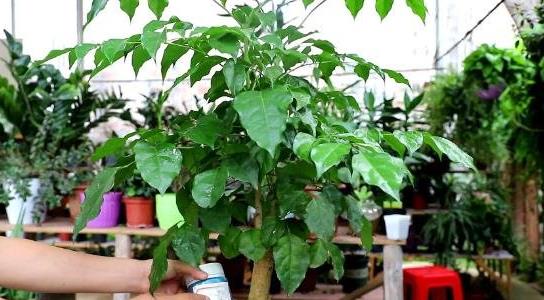 幸福樹的養(yǎng)殖方法和注意事項 幸福樹的養(yǎng)殖方法和注意事項