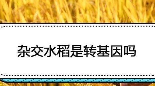 雜交水稻是轉(zhuǎn)基因嗎 雜交水稻是轉(zhuǎn)基因嗎