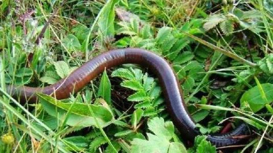 蚯蚓吃什么 蚯蚓吃什么