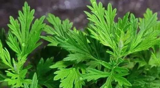 蜈蚣怕什么 蜈蚣怕什么