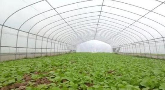 大棚種植什么最賺錢 大棚種植什么最賺錢