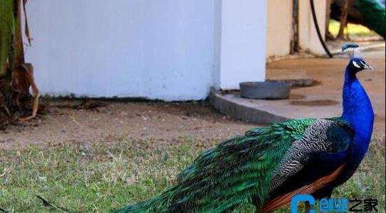 農(nóng)村有什么特色養(yǎng)殖項(xiàng)目 農(nóng)村有什么特色養(yǎng)殖項(xiàng)目