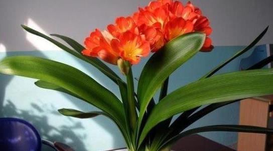 君子蘭的養(yǎng)殖方法和注意事項