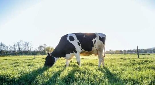 一頭奶牛多少錢 一頭奶牛多少錢