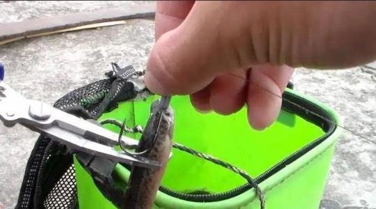 泥鰍釣魚為什么被禁止 泥鰍釣魚為什么被禁止