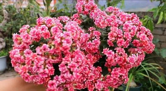 長壽花的養(yǎng)殖方法和注意事項