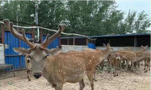 梅花鹿養(yǎng)殖成本和利潤