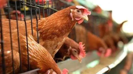 養(yǎng)殖業(yè)什么最賺錢農(nóng)村