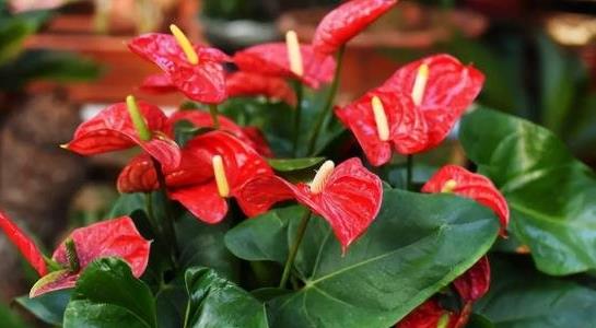 紅掌的養(yǎng)殖方法和注意事項(xiàng)