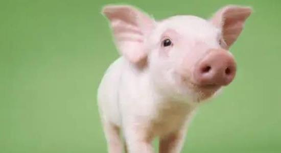 養(yǎng)一頭豬多少錢 養(yǎng)一頭豬多少錢