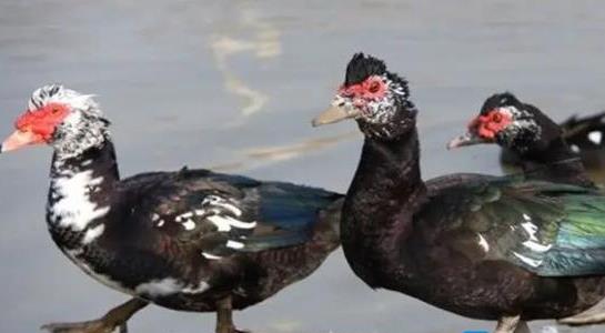 番鴨養(yǎng)殖成本與利潤 番鴨養(yǎng)殖成本與利潤