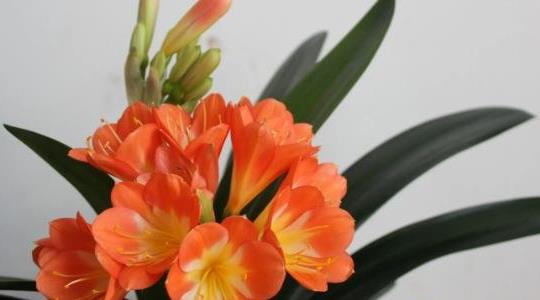 君子蘭的養(yǎng)殖方法和注意事項