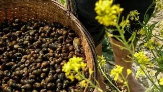 人工喂養(yǎng)螺螄吃什么