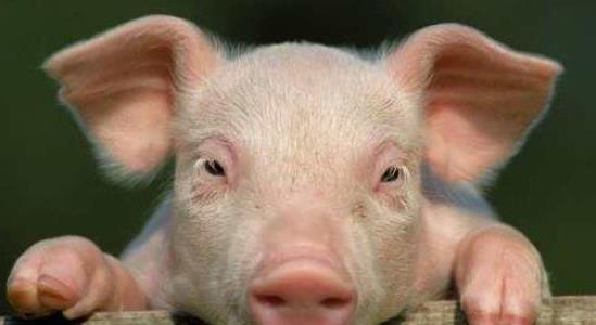 養(yǎng)一頭豬多少錢 養(yǎng)一頭豬多少錢