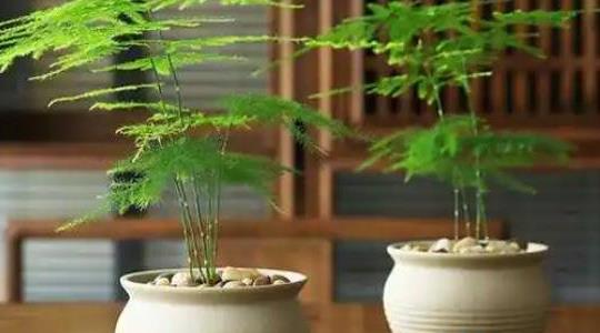 文竹的養(yǎng)殖方法和注意事項(xiàng)