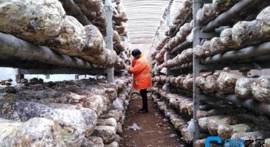 香菇種植大棚投資多少錢