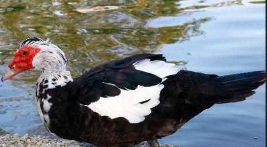 番鴨養(yǎng)殖成本與利潤 番鴨養(yǎng)殖成本與利潤