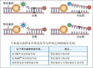 檢測(cè)snp多態(tài)性的方法有哪些