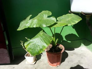 我們用哪些方法給植物分類(lèi)