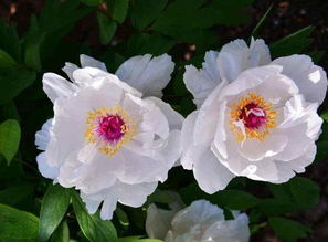 牡丹花的養(yǎng)殖方法和注意事項有哪些