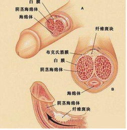 陰莖最硬的方法有哪些
