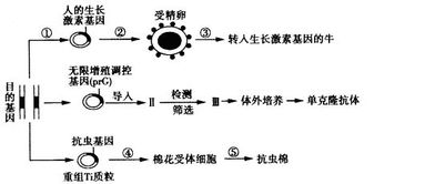 通常獲得目的基因的方法有哪些