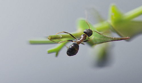 螞蟻可以用哪些方法把大米粒弄回家