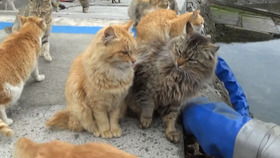 你知道哪些動(dòng)物會(huì)搬運(yùn)貨物丿它們的方法各是什么