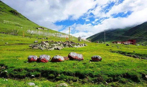 有哪些保護(hù)動(dòng)物與動(dòng)物和諧相處的好方法