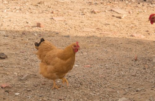 家禽純系選育有哪些方法