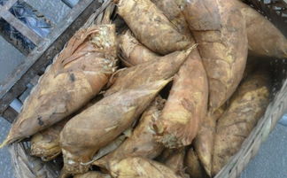 冬筍可以用哪些方法去澀